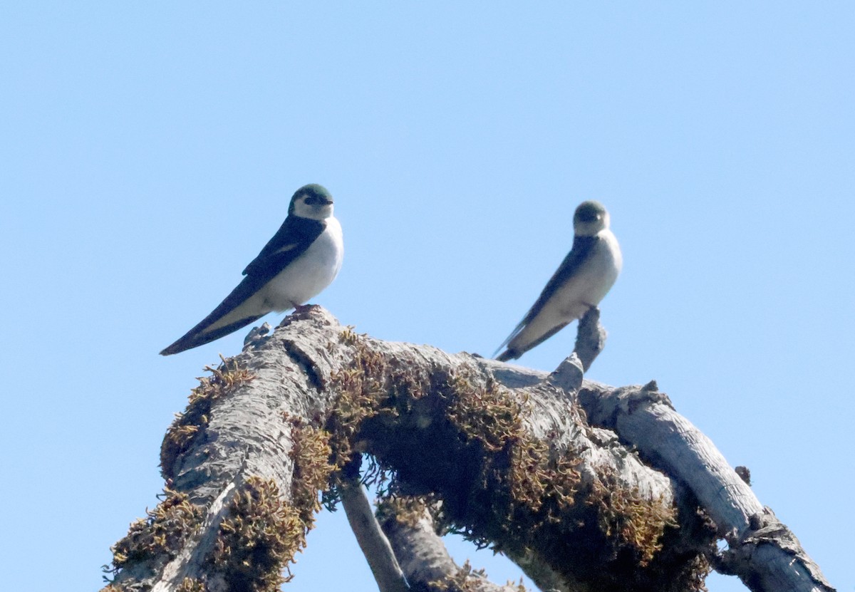 Violet-green Swallow - ML636642183