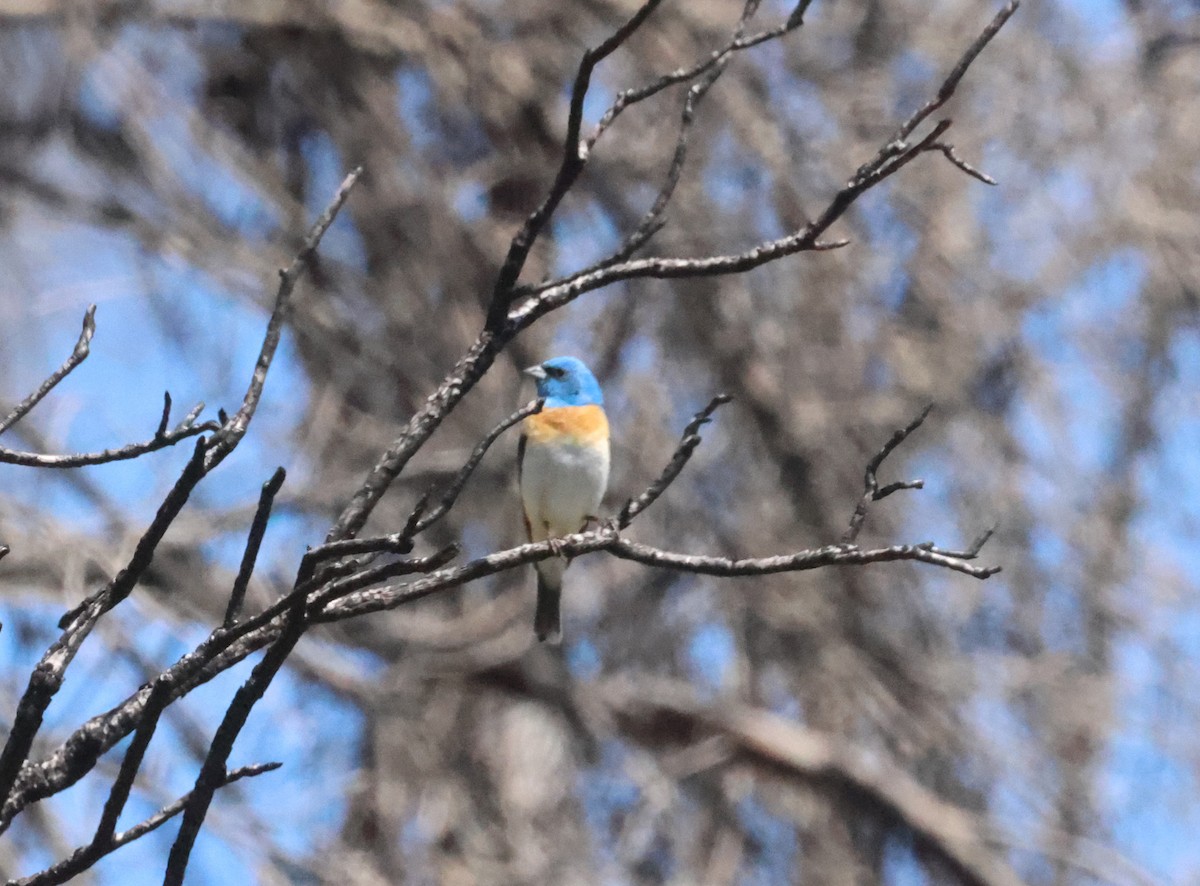 Lazuli Bunting - ML636642197