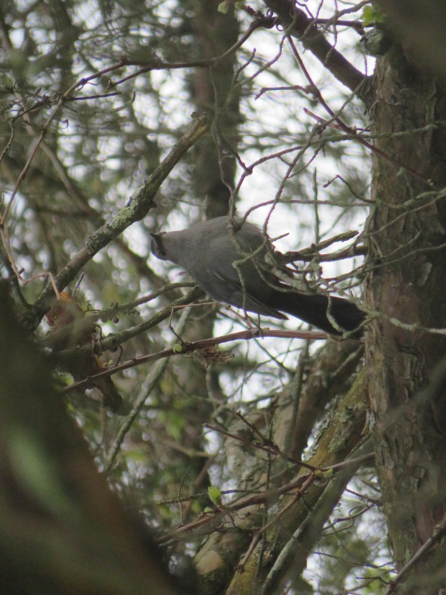 Gray Catbird - ML636642209