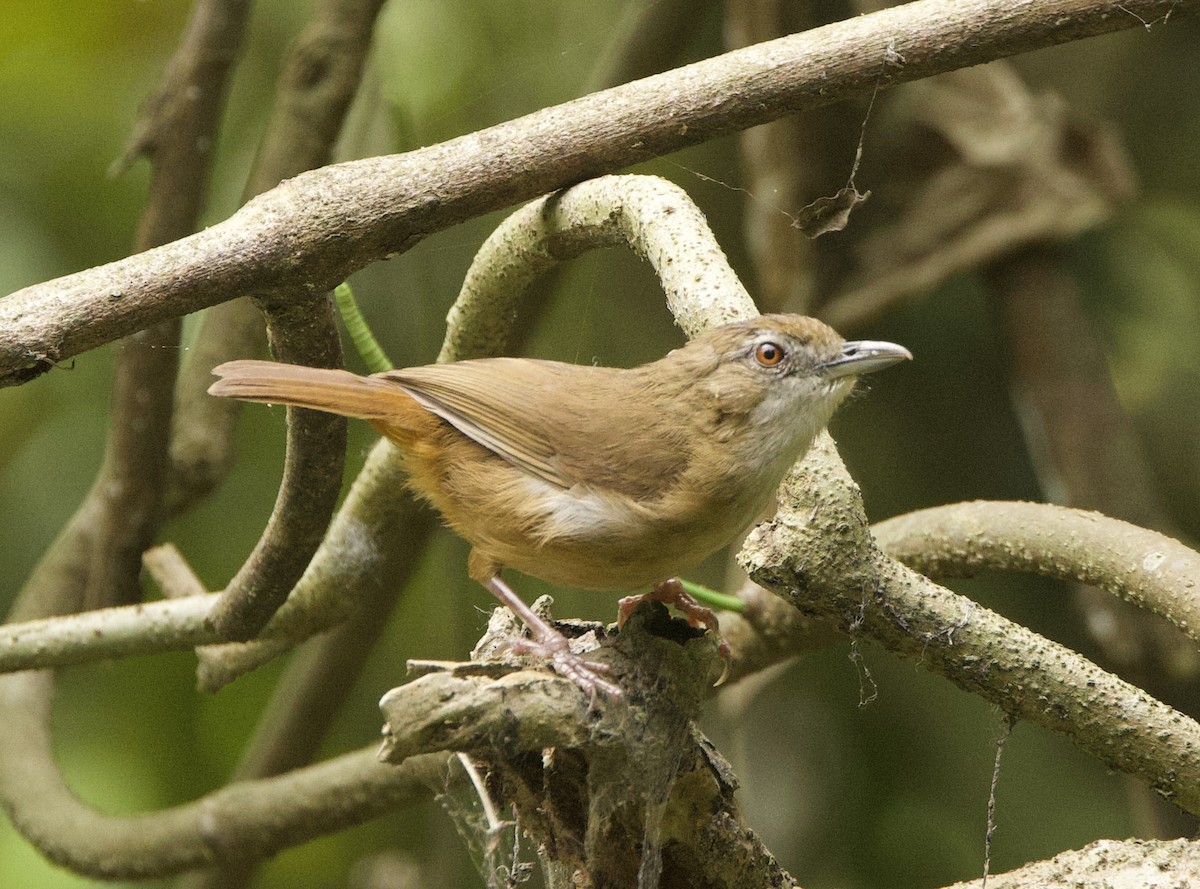 Abbott's Babbler - ML636642215