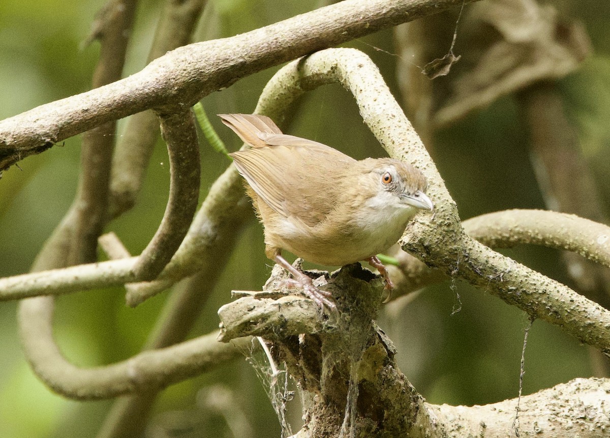 Abbott's Babbler - ML636642227