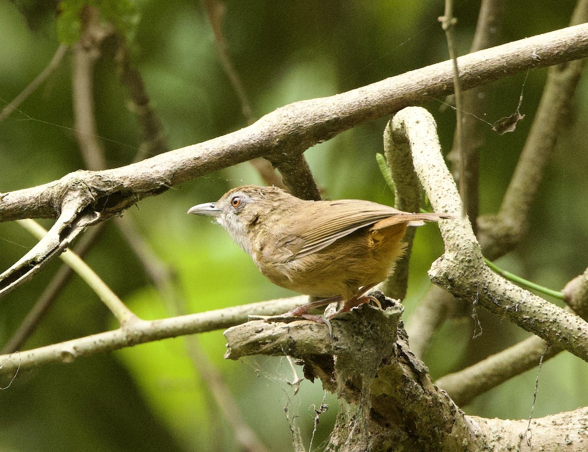 Abbott's Babbler - ML636642235