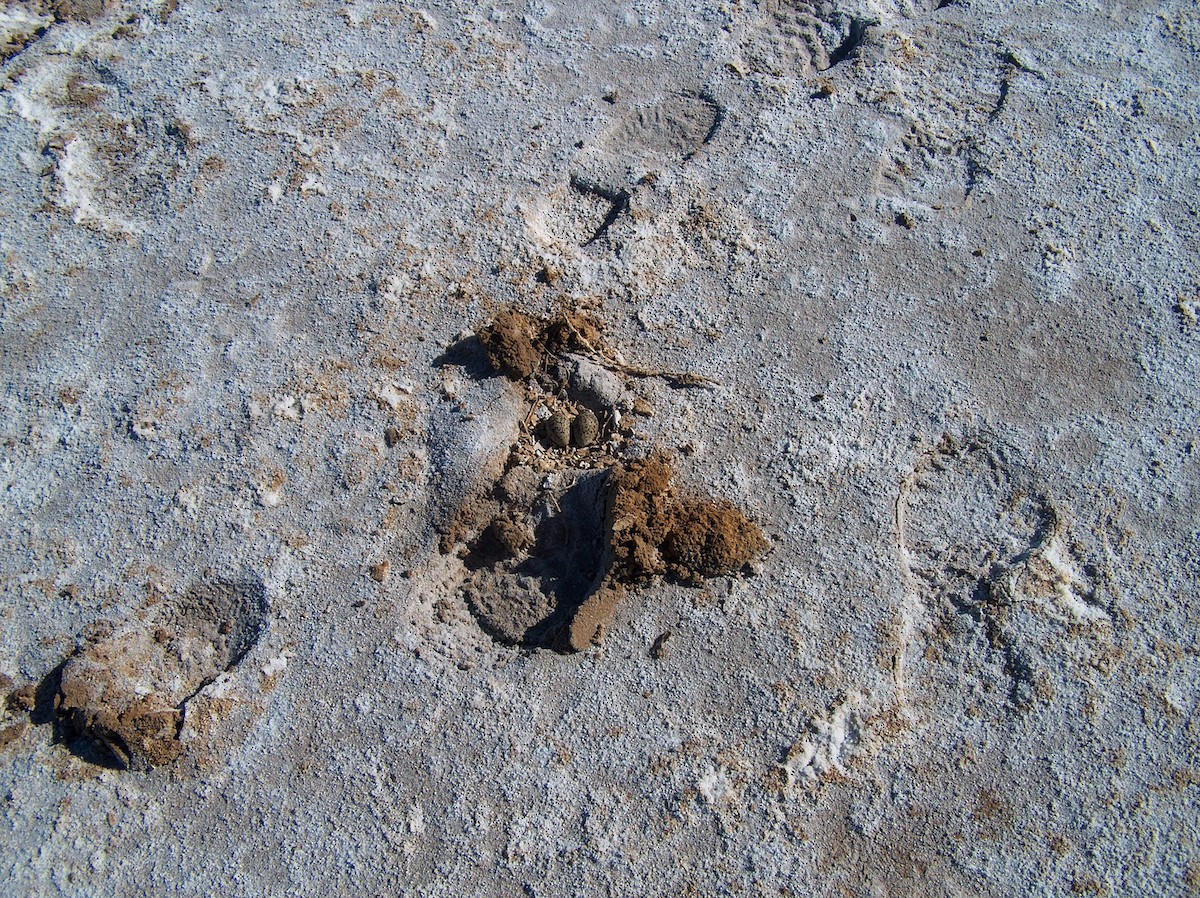 Red-capped Plover - ML636642259