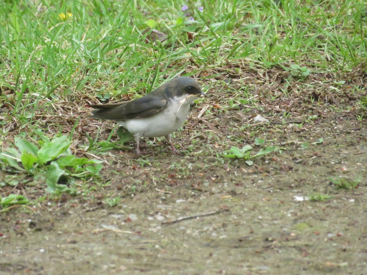 Tree Swallow - ML636642264