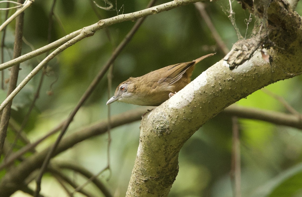 Abbott's Babbler - ML636642278
