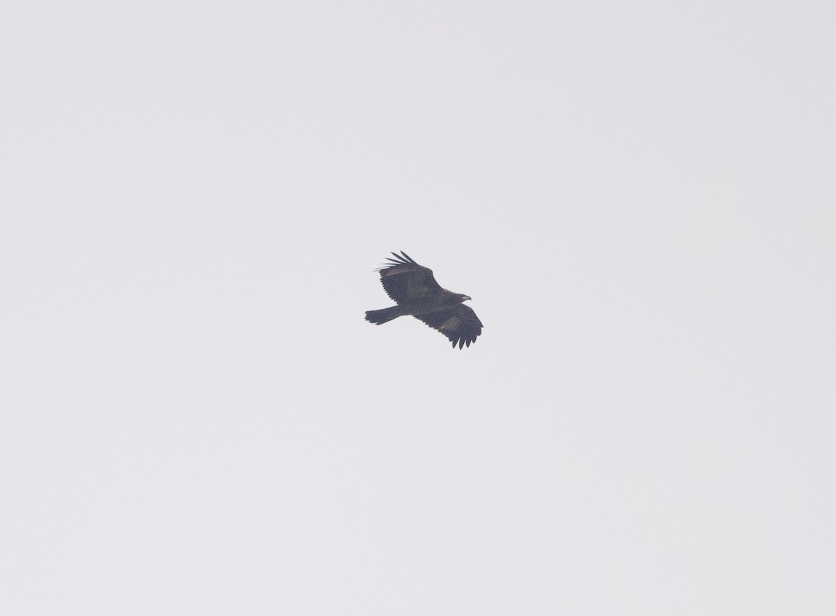 Pallas's Fish-Eagle - ML636642395