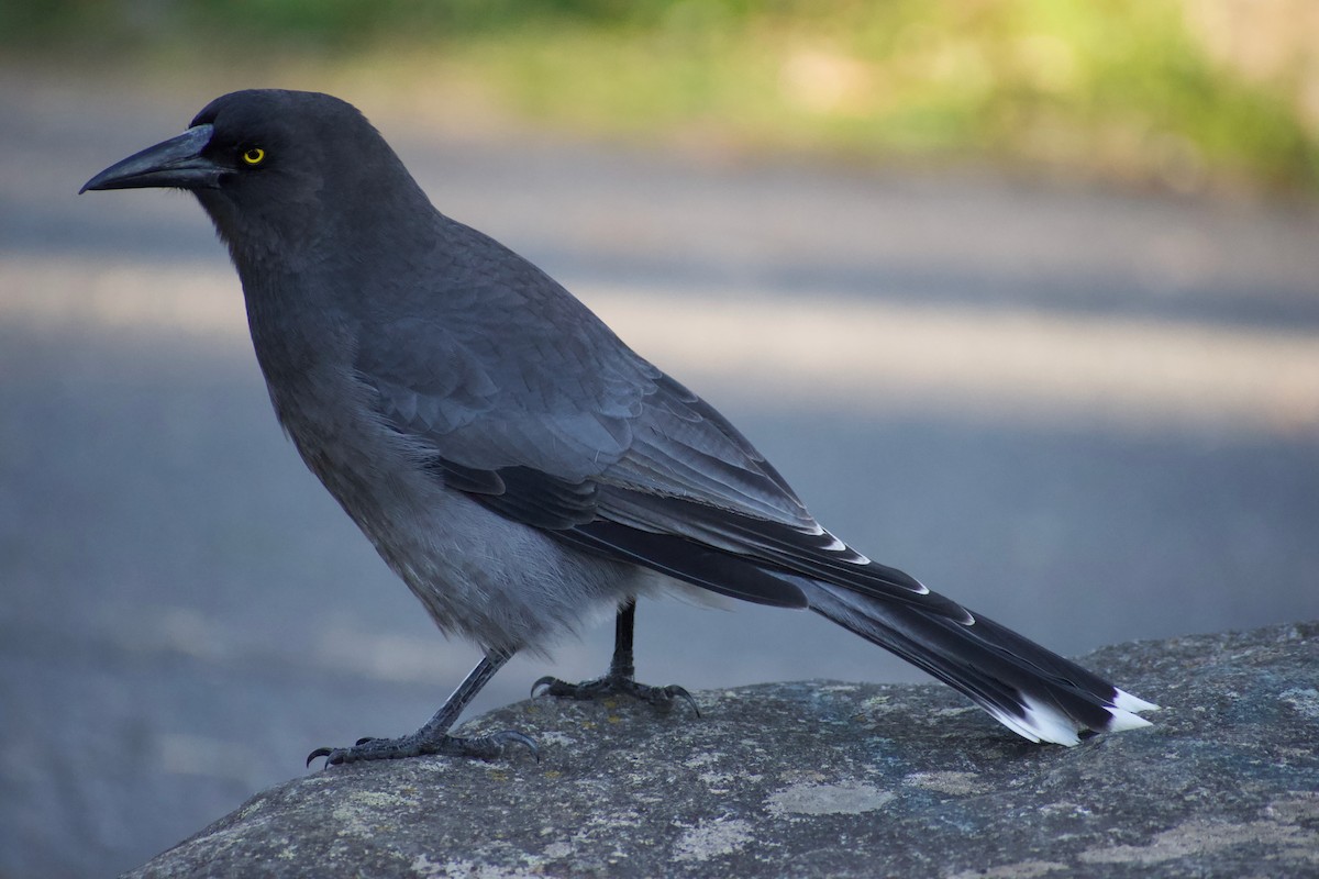 Gray Currawong - ML636642570