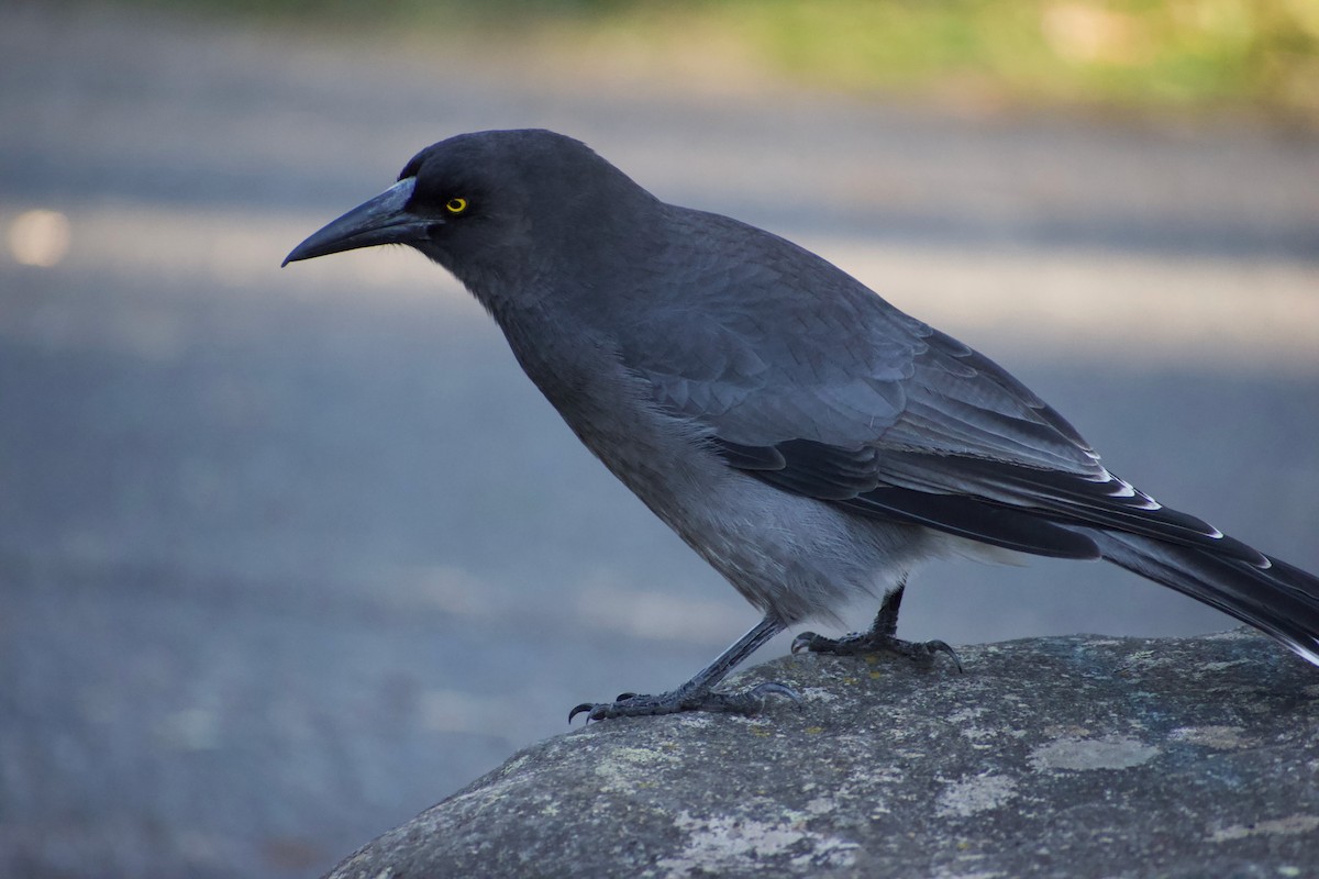 Gray Currawong - ML636642571