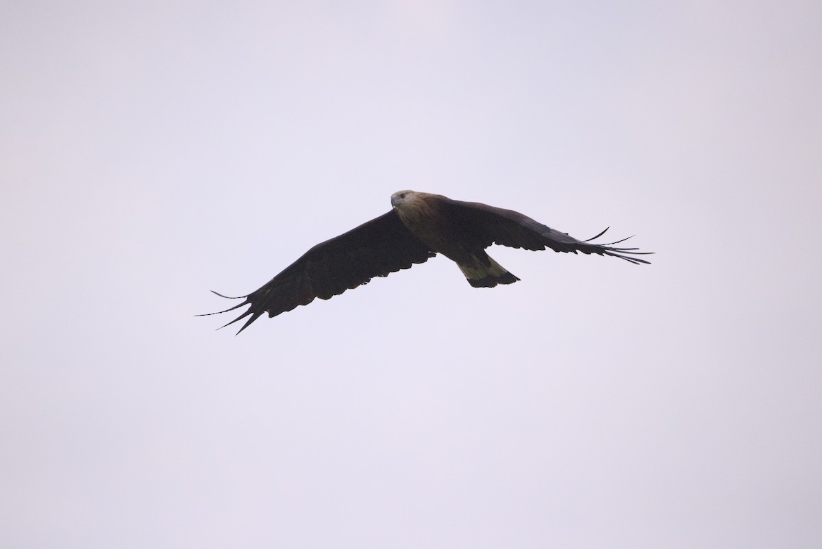 Pallas's Fish-Eagle - ML636642737