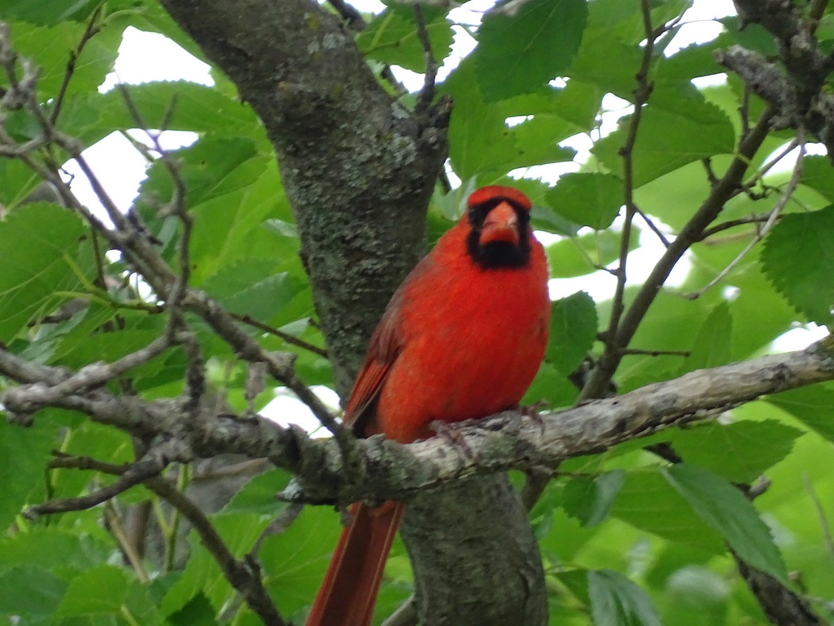 Northern Cardinal - ML636642828