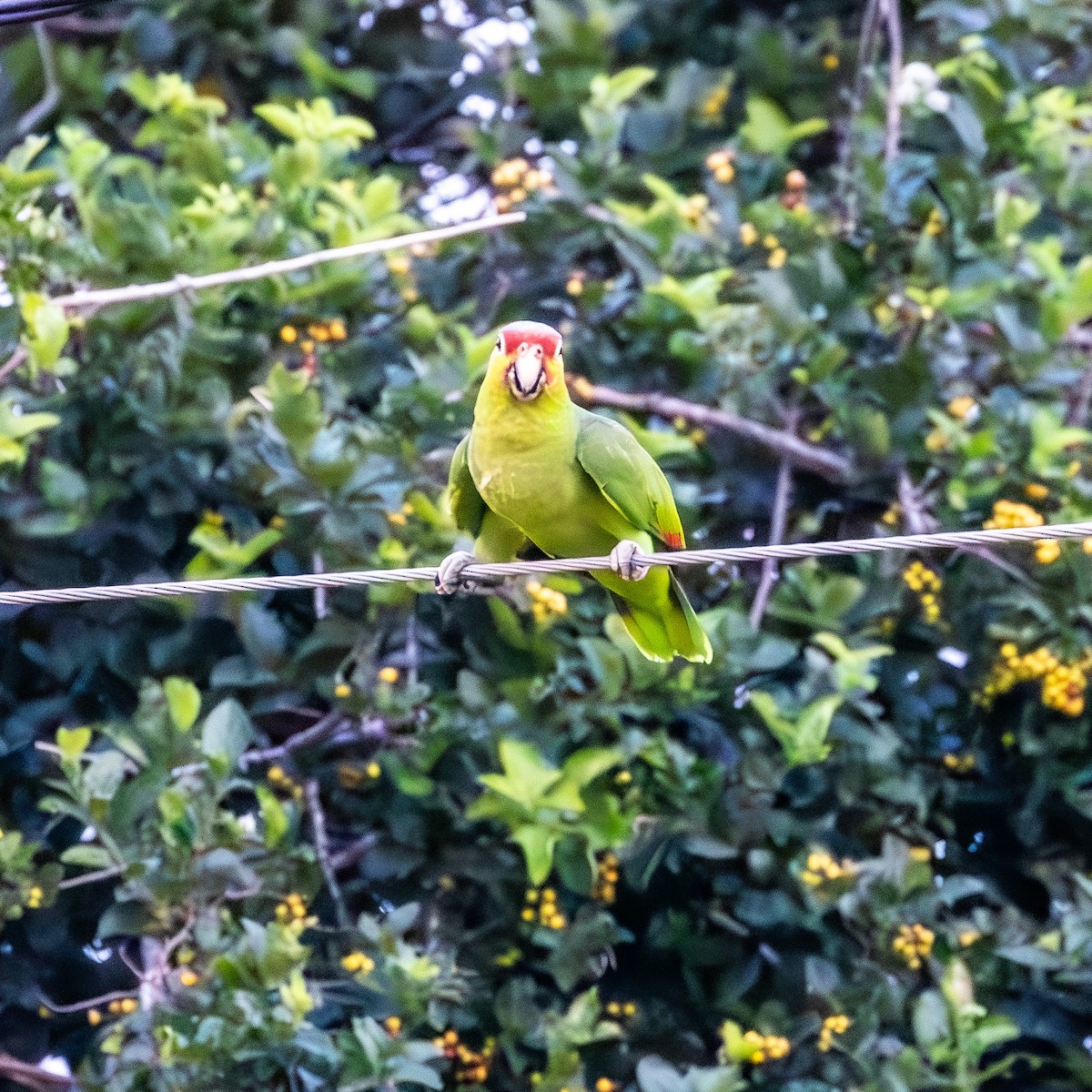 Red-lored Amazon - ML636642895