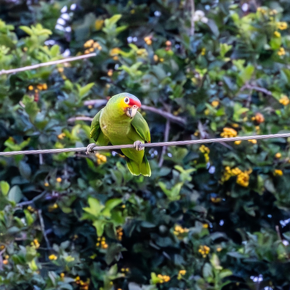 Red-lored Amazon - ML636642896