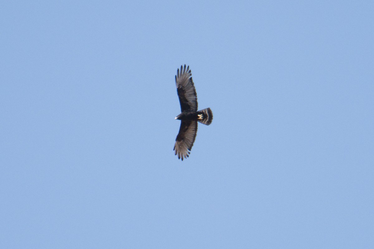 Zone-tailed Hawk - ML636642910