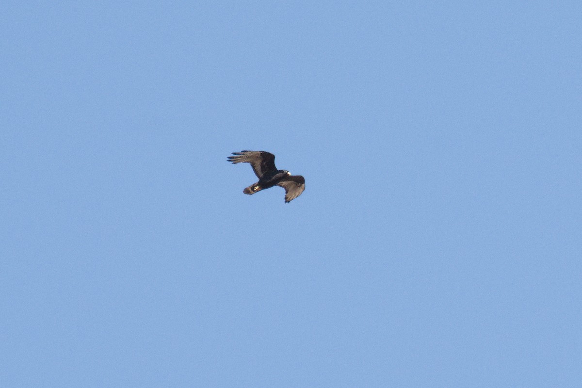 Zone-tailed Hawk - ML636642916