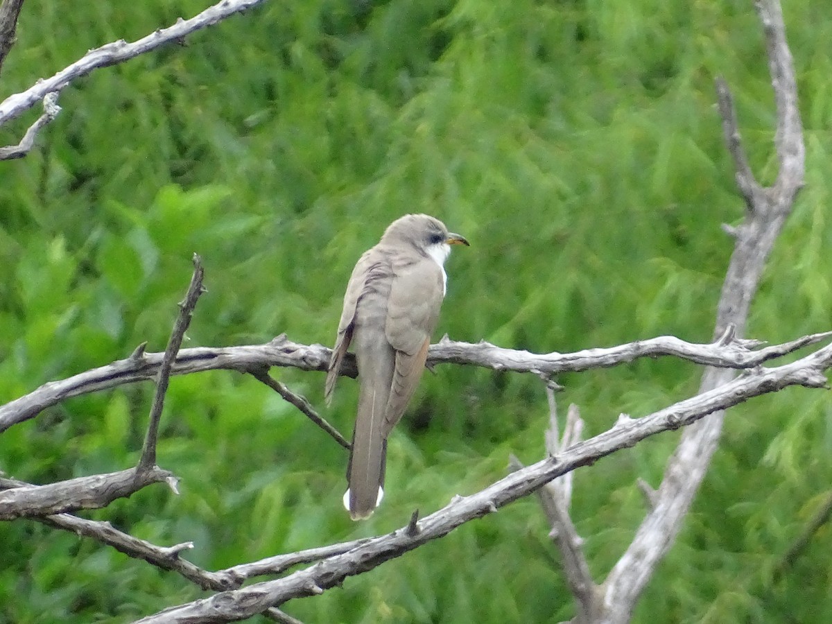 Yellow-billed Cuckoo - ML636642921