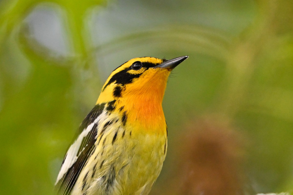 Blackburnian Warbler - ML636642953