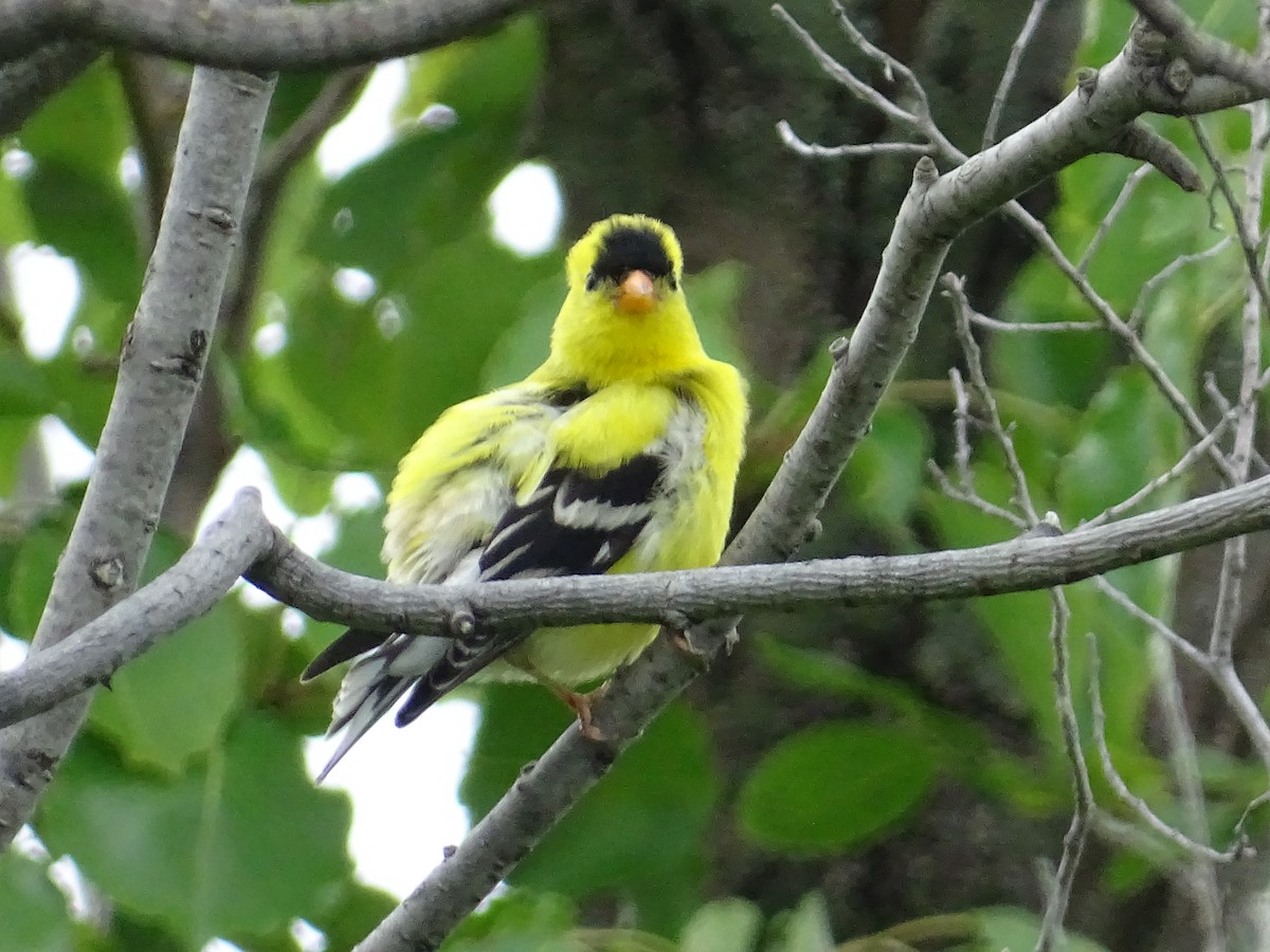 American Goldfinch - ML636642962
