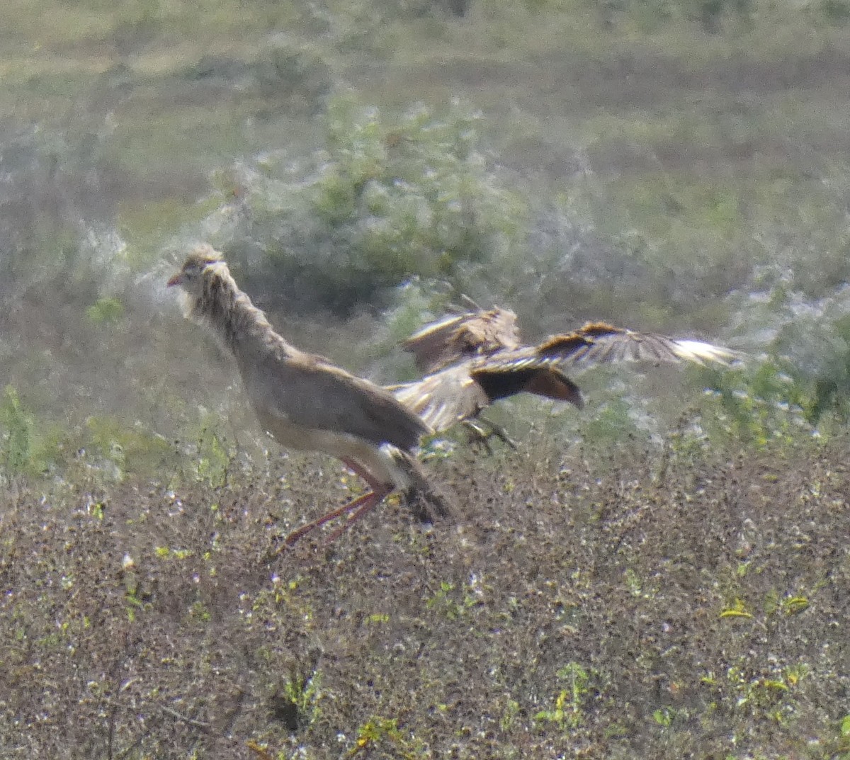 Red-legged Seriema - ML636642968