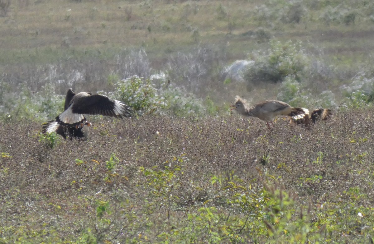 Red-legged Seriema - ML636642969
