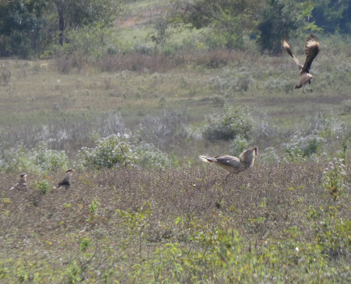 Red-legged Seriema - ML636642970