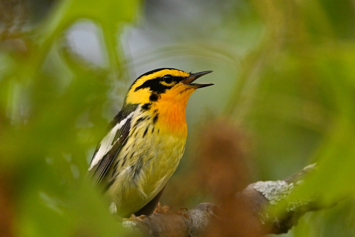 Blackburnian Warbler - ML636642990