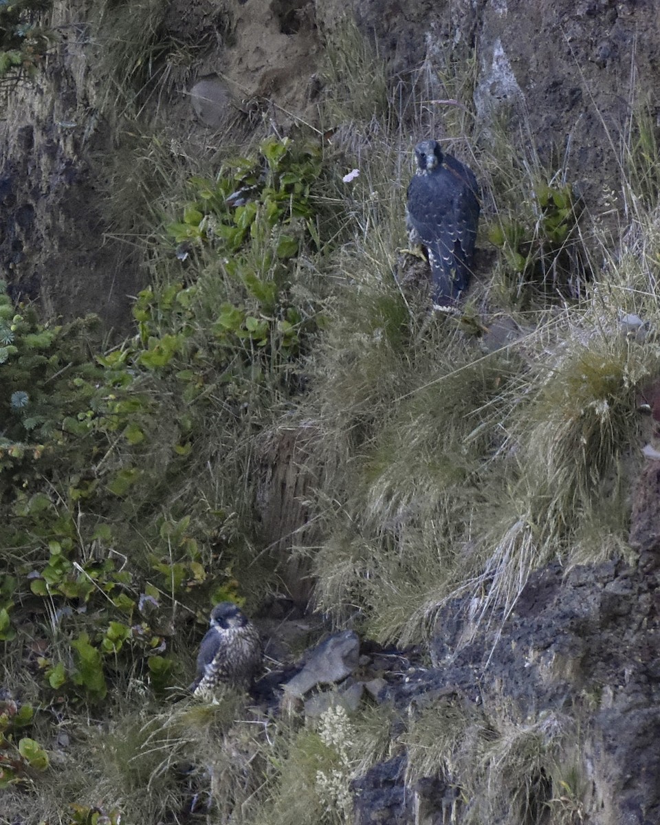 Peregrine Falcon - ML636642991