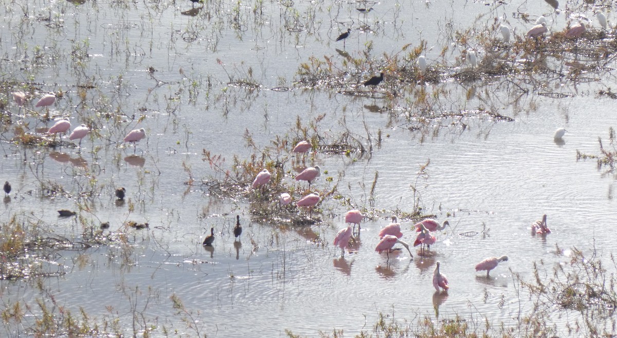 Roseate Spoonbill - ML636642992