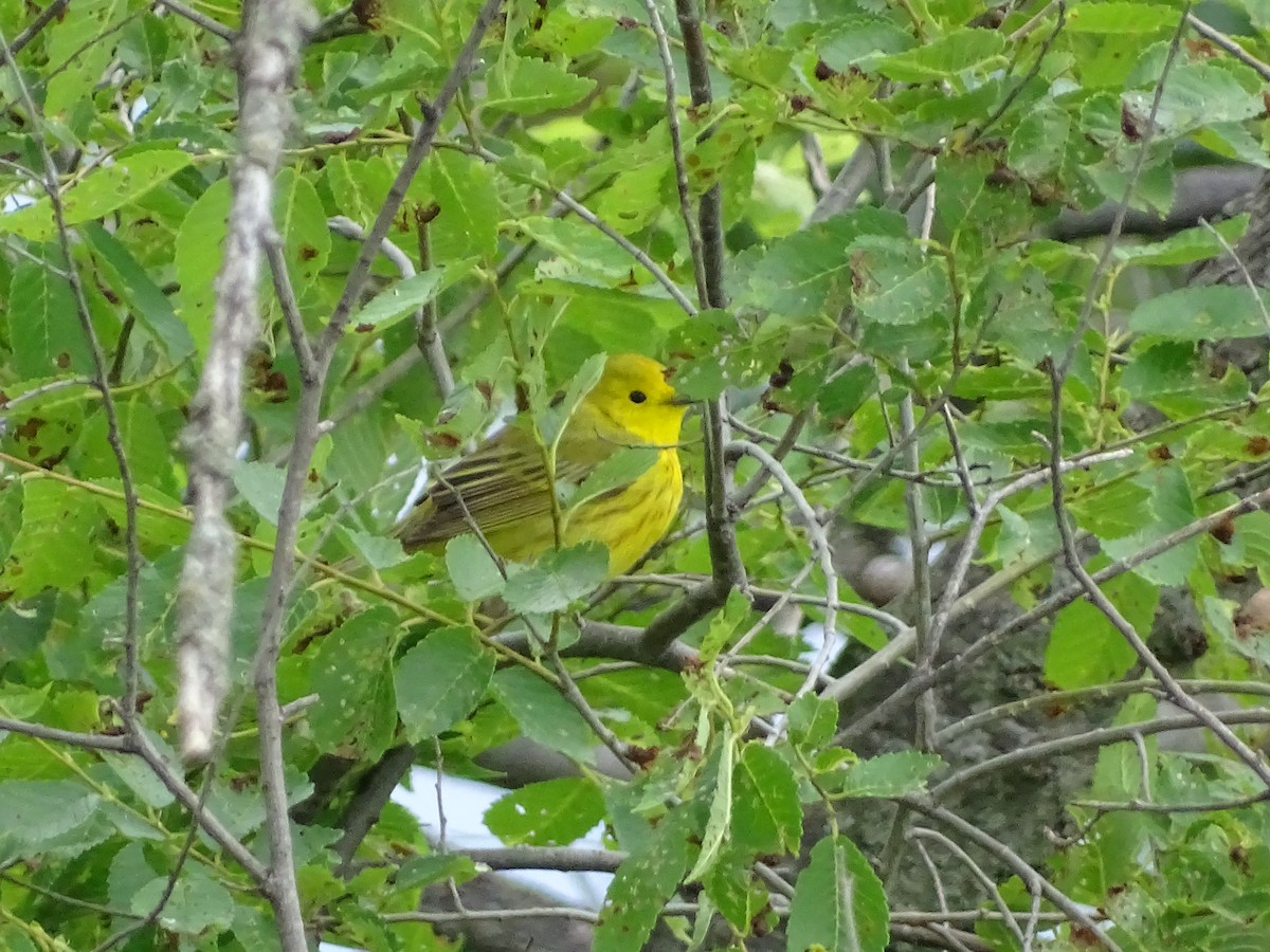 Northern Yellow Warbler - ML636643079