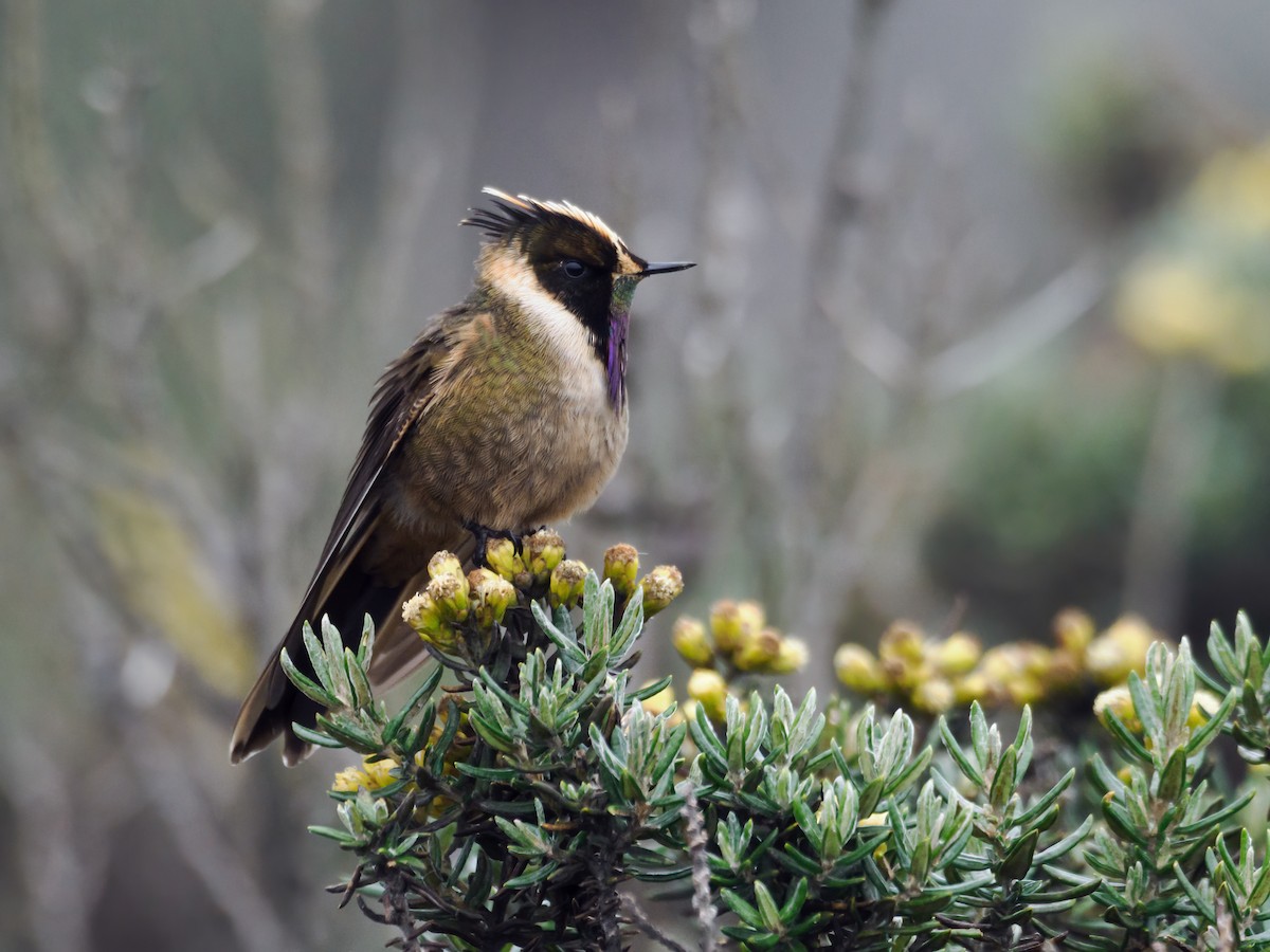 Buffy Helmetcrest - ML636643197