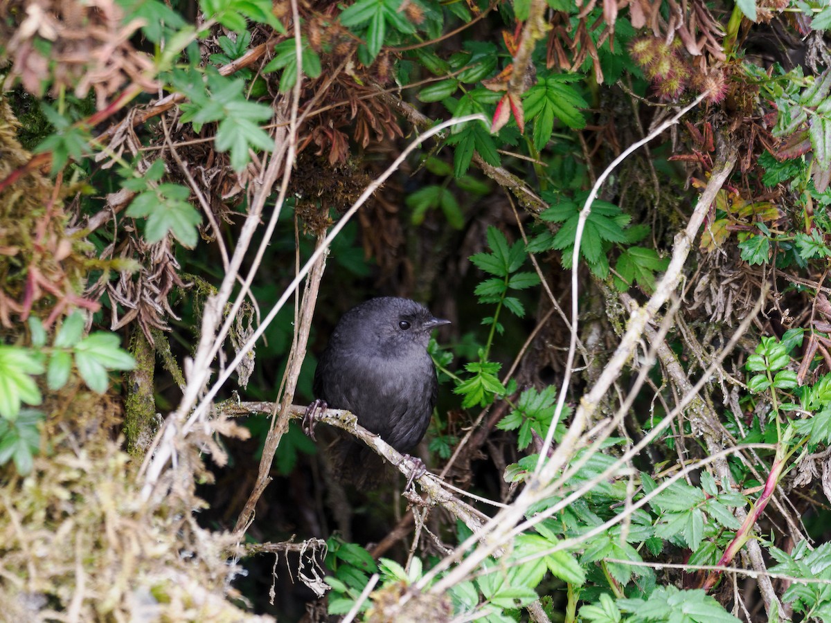 Paramo Tapaculo - ML636643207