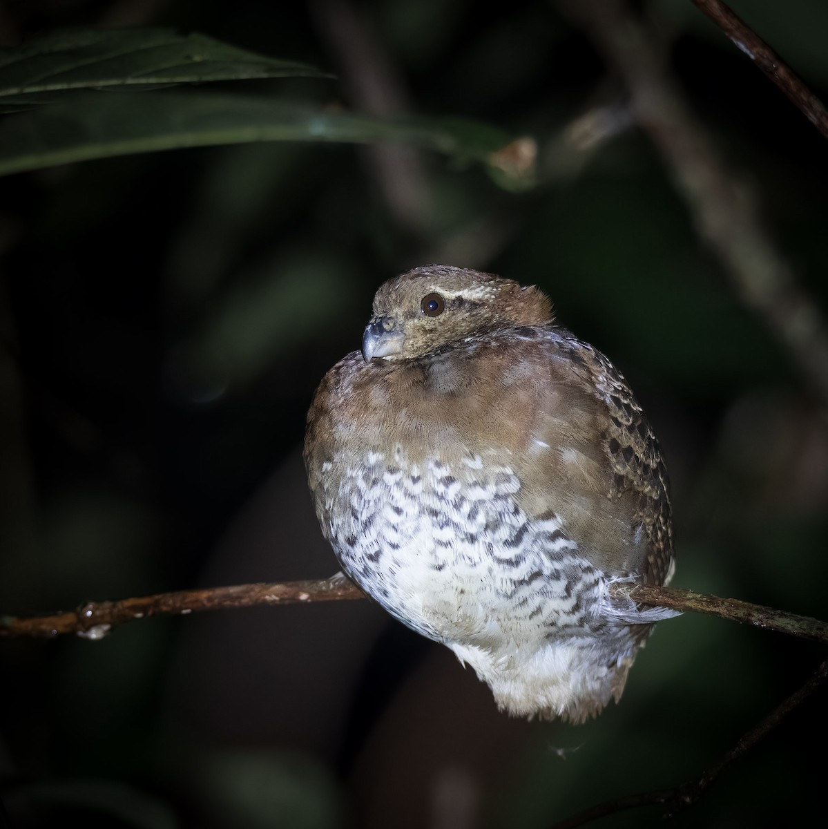Tawny-faced Quail - ML636643325