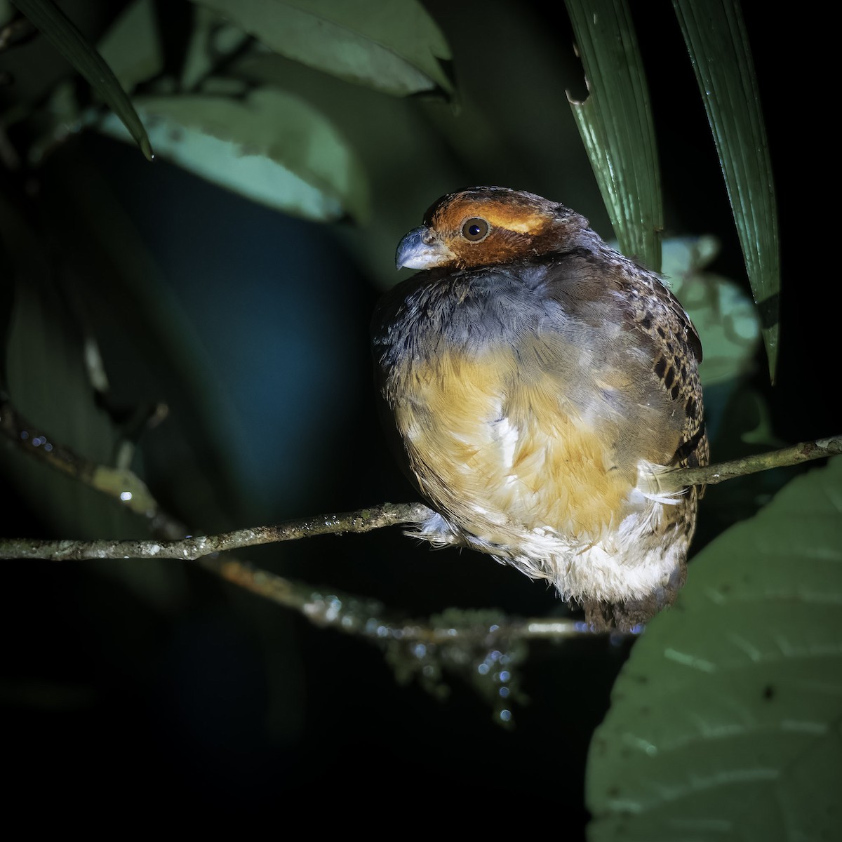Tawny-faced Quail - ML636643326