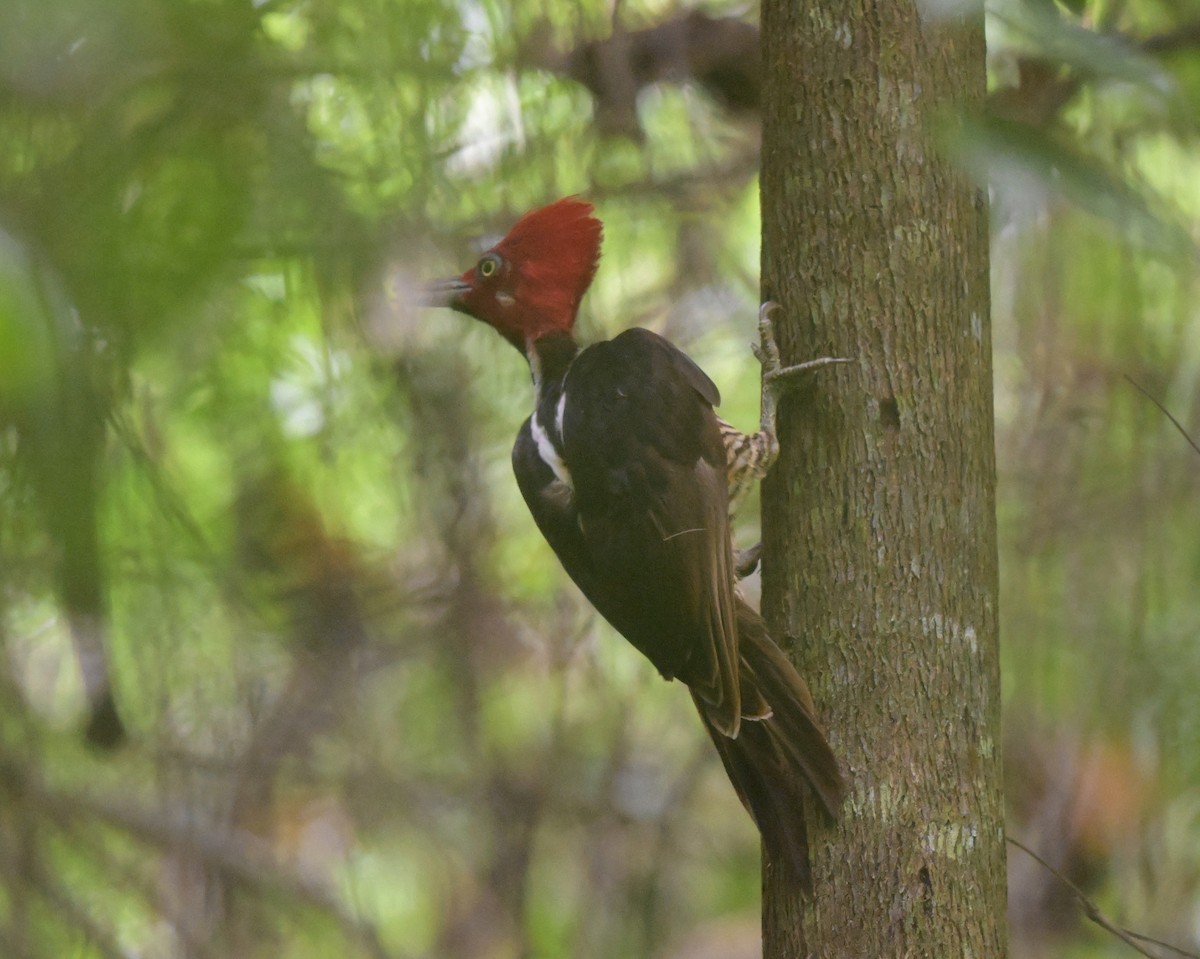 Guayaquil Woodpecker - ML636643418