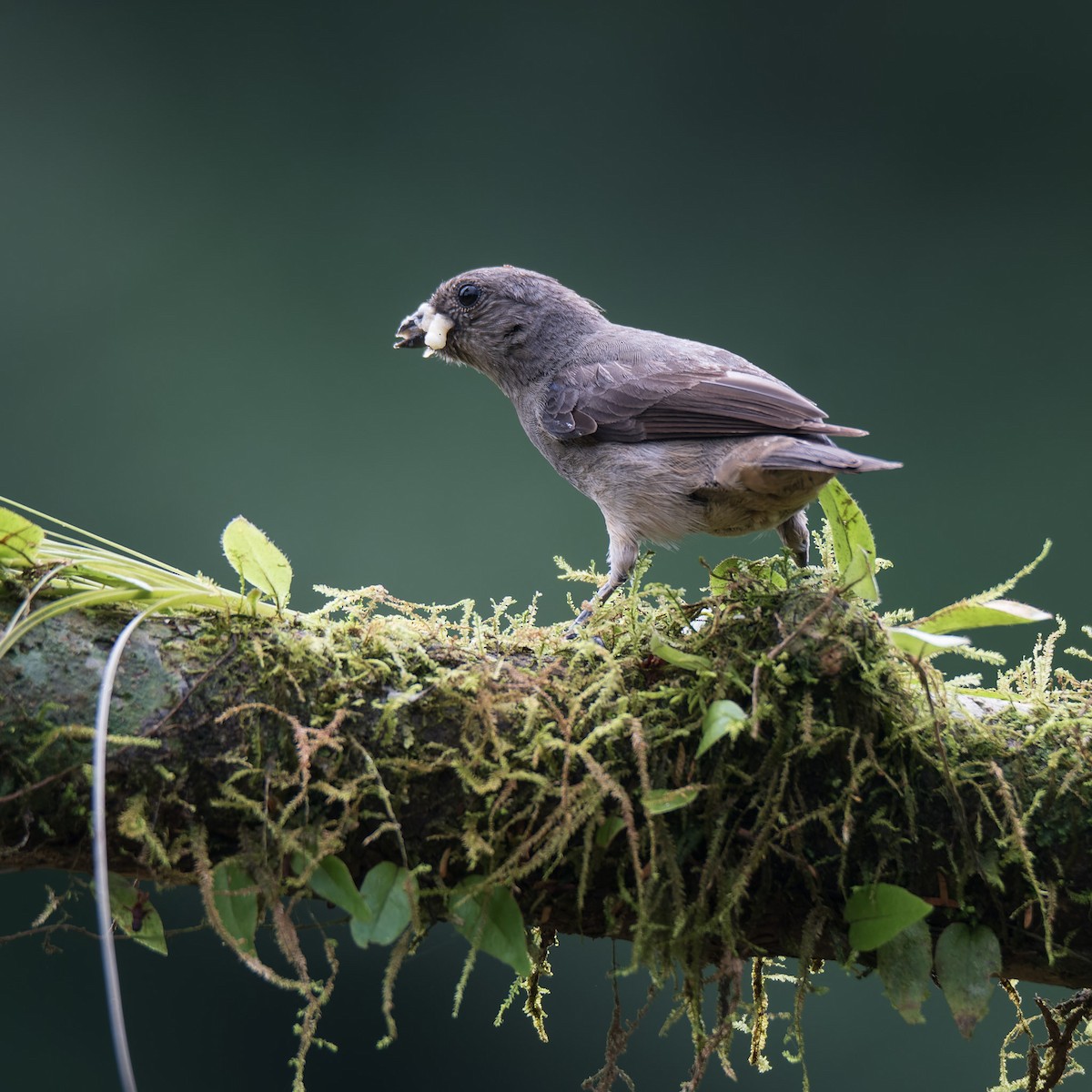 Plain-colored Tanager - ML636643437