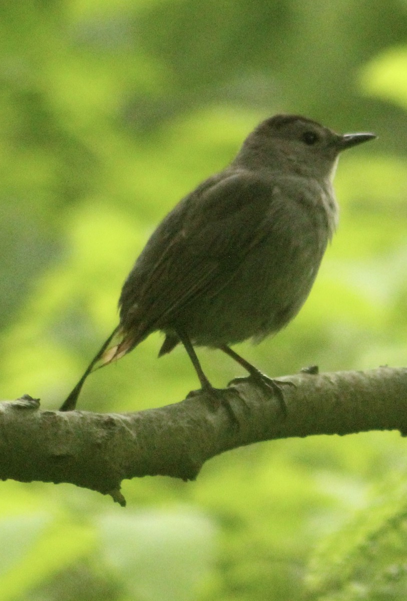 Gray Catbird - ML636643483