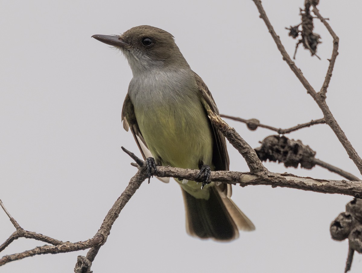 Swainson's Flycatcher - ML636643532