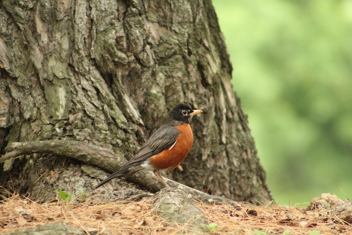 Zozo papargorria - ML636643555