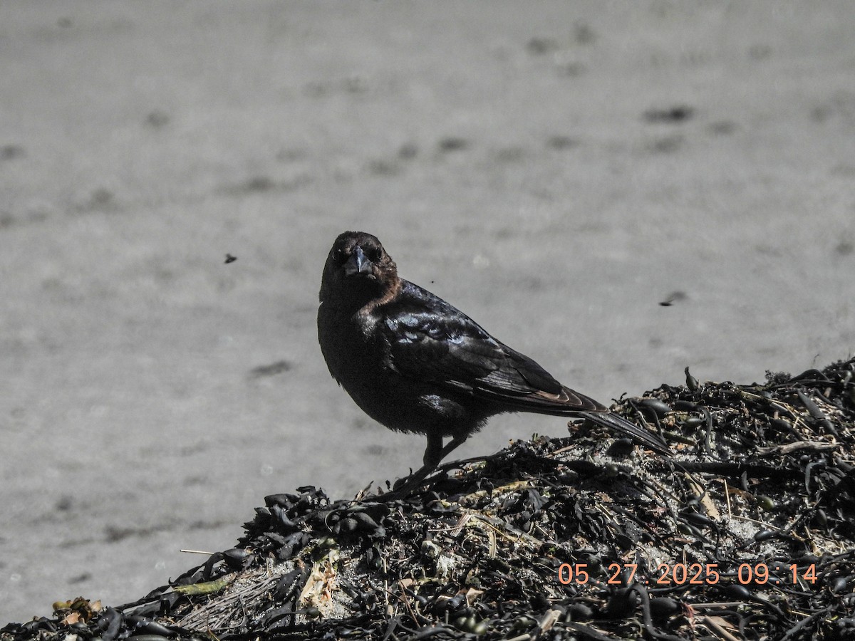 Brown-headed Cowbird - ML636643619