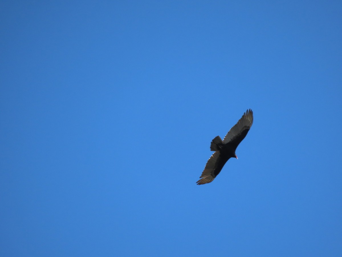 Turkey Vulture - ML636643636