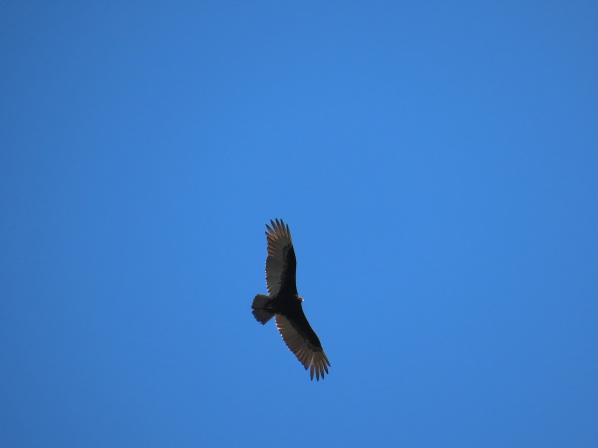 Turkey Vulture - ML636643637