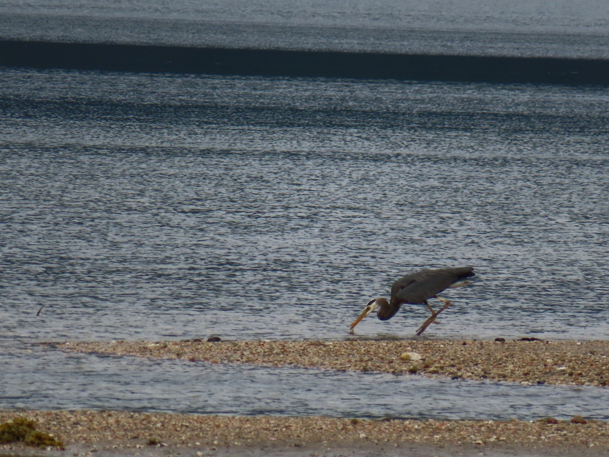 Great Blue Heron - ML636643678