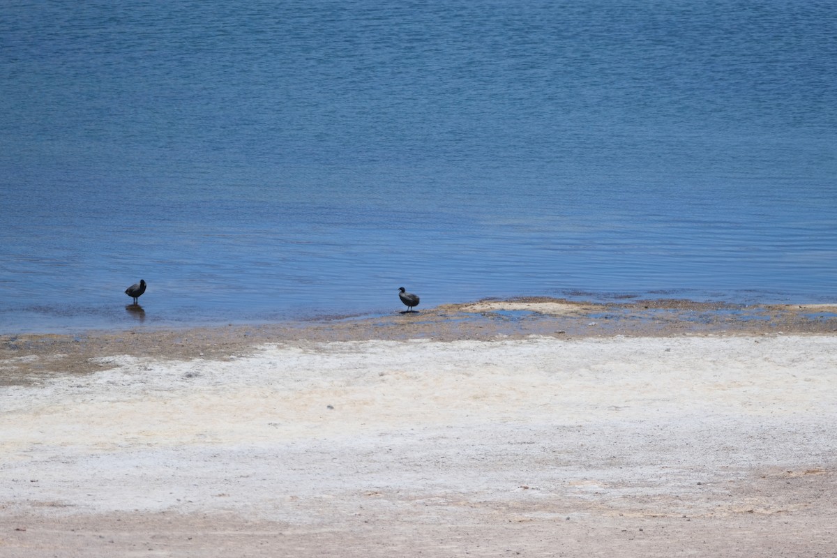 Horned Coot - ML636643707