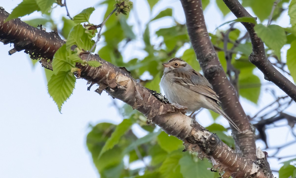 Clay-colored Sparrow - ML636643715