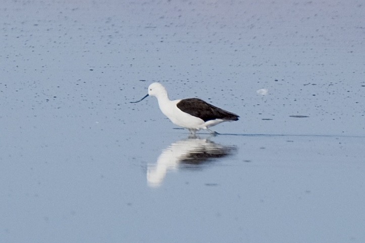 Andean Avocet - ML636643728