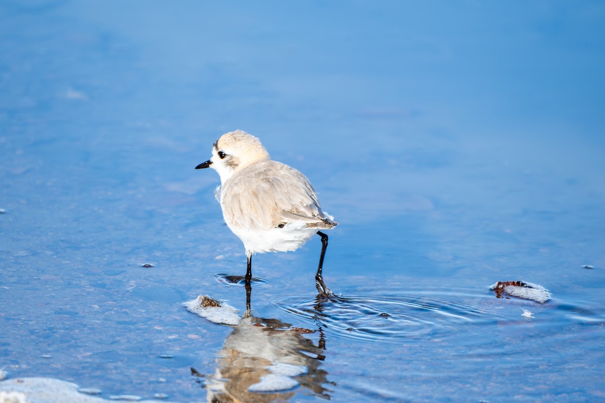 Puna Plover - ML636643761