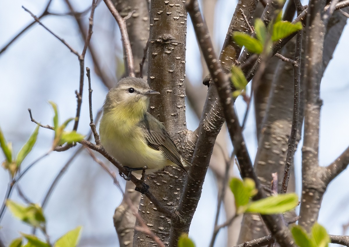 Philadelphia Vireo - ML636643772