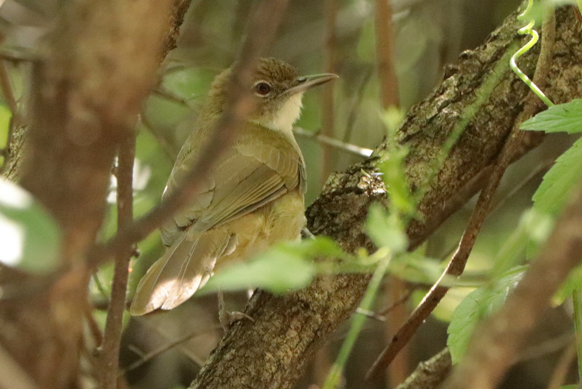 Terrestrial Brownbul - Andrew Core