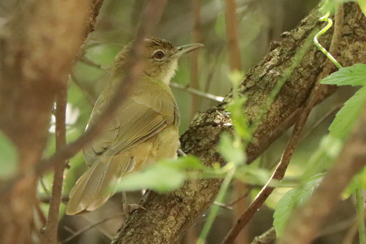 Terrestrial Brownbul - Andrew Core