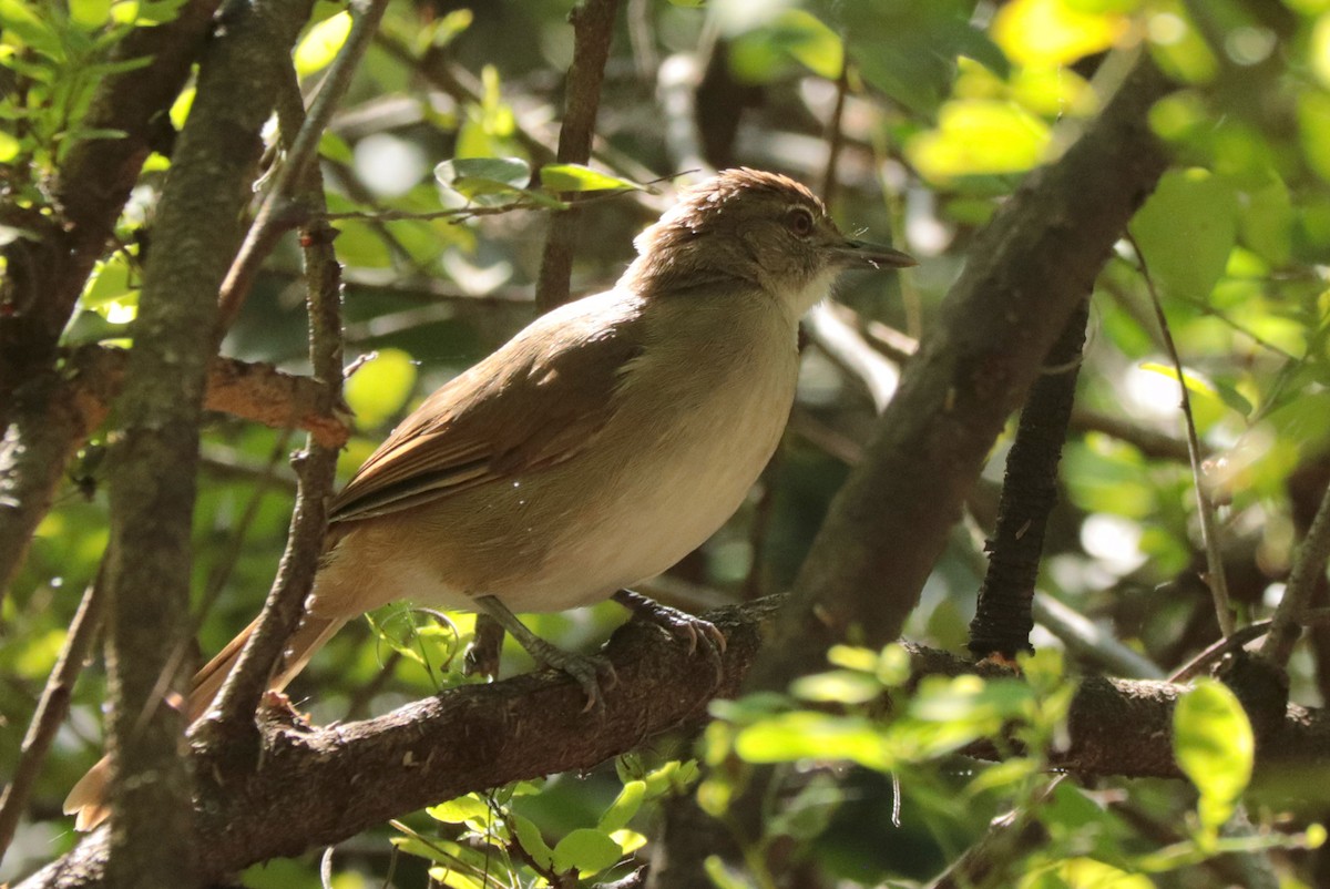 Terrestrial Brownbul - ML636643785