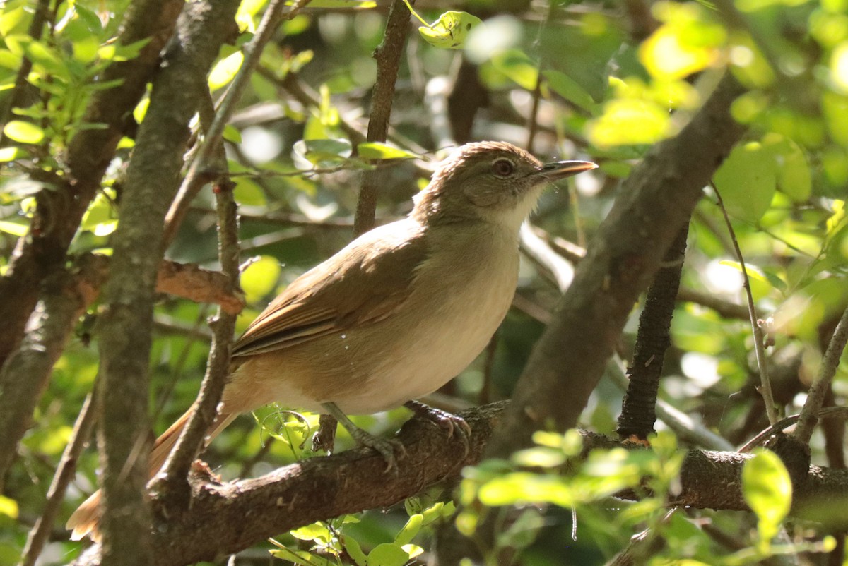 Terrestrial Brownbul - ML636643786